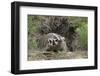 Badger near Den-DLILLC-Framed Photographic Print