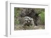 Badger near Den-DLILLC-Framed Photographic Print