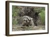 Badger near Den-DLILLC-Framed Photographic Print