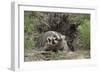 Badger near Den-DLILLC-Framed Photographic Print