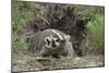 Badger near Den-DLILLC-Mounted Photographic Print