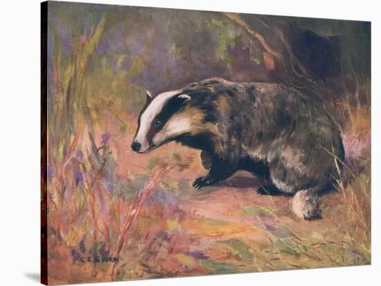 Badger, Swan, Wild Beasts-Cuthbert Swan-Stretched Canvas