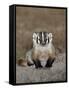 Badger (Taxidea Taxus), Buffalo Gap National Grassland, Conata Basin, South Dakota, USA-James Hager-Framed Stretched Canvas