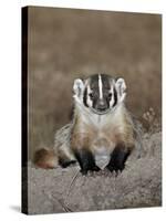Badger (Taxidea Taxus), Buffalo Gap National Grassland, Conata Basin, South Dakota, USA-James Hager-Stretched Canvas