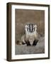 Badger (Taxidea Taxus), Buffalo Gap National Grassland, Conata Basin, South Dakota, USA-James Hager-Framed Photographic Print