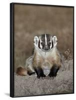 Badger (Taxidea Taxus), Buffalo Gap National Grassland, Conata Basin, South Dakota, USA-James Hager-Framed Photographic Print