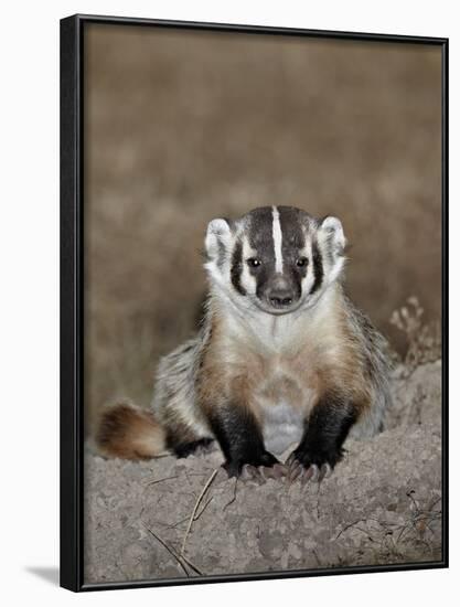 Badger (Taxidea Taxus), Buffalo Gap National Grassland, Conata Basin, South Dakota, USA-James Hager-Framed Photographic Print