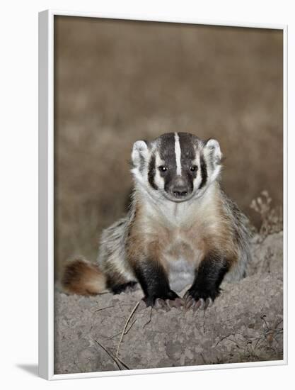 Badger (Taxidea Taxus), Buffalo Gap National Grassland, Conata Basin, South Dakota, USA-James Hager-Framed Photographic Print