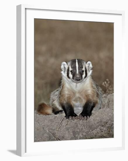 Badger (Taxidea Taxus), Buffalo Gap National Grassland, Conata Basin, South Dakota, USA-James Hager-Framed Photographic Print