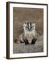 Badger (Taxidea Taxus), Buffalo Gap National Grassland, Conata Basin, South Dakota, USA-James Hager-Framed Photographic Print