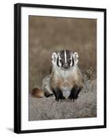 Badger (Taxidea Taxus), Buffalo Gap National Grassland, Conata Basin, South Dakota, USA-James Hager-Framed Photographic Print