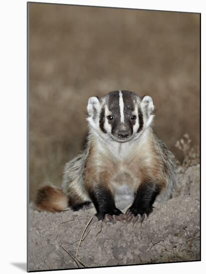 Badger (Taxidea Taxus), Buffalo Gap National Grassland, Conata Basin, South Dakota, USA-James Hager-Mounted Photographic Print