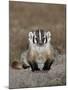 Badger (Taxidea Taxus), Buffalo Gap National Grassland, Conata Basin, South Dakota, USA-James Hager-Mounted Photographic Print