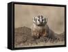 Badger (Taxidea Taxus), Custer State Park, South Dakota, United States of America, North America-James Hager-Framed Stretched Canvas