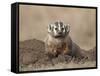 Badger (Taxidea Taxus), Custer State Park, South Dakota, United States of America, North America-James Hager-Framed Stretched Canvas