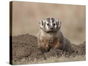 Badger (Taxidea Taxus), Custer State Park, South Dakota, United States of America, North America-James Hager-Stretched Canvas