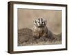 Badger (Taxidea Taxus), Custer State Park, South Dakota, United States of America, North America-James Hager-Framed Photographic Print
