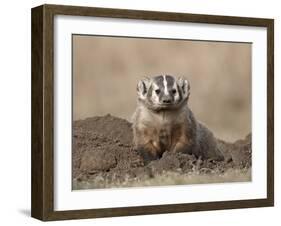 Badger (Taxidea Taxus), Custer State Park, South Dakota, United States of America, North America-James Hager-Framed Photographic Print