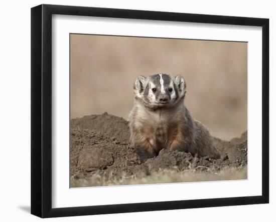 Badger (Taxidea Taxus), Custer State Park, South Dakota, United States of America, North America-James Hager-Framed Photographic Print