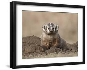 Badger (Taxidea Taxus), Custer State Park, South Dakota, United States of America, North America-James Hager-Framed Photographic Print