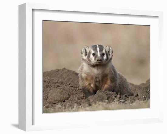 Badger (Taxidea Taxus), Custer State Park, South Dakota, United States of America, North America-James Hager-Framed Photographic Print