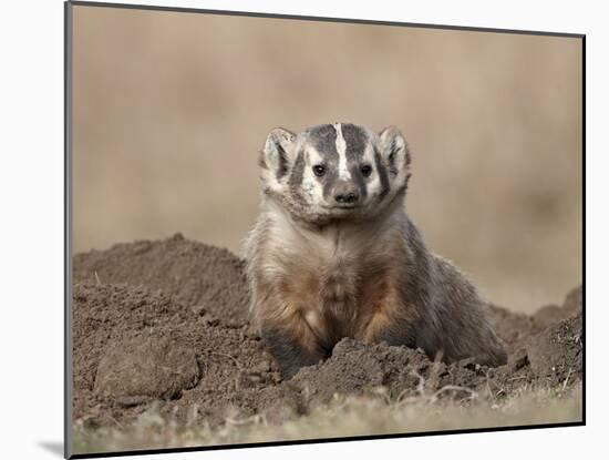 Badger (Taxidea Taxus), Custer State Park, South Dakota, United States of America, North America-James Hager-Mounted Photographic Print