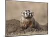 Badger (Taxidea Taxus), Custer State Park, South Dakota, United States of America, North America-James Hager-Mounted Photographic Print