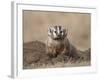 Badger (Taxidea Taxus), Custer State Park, South Dakota, United States of America, North America-James Hager-Framed Photographic Print