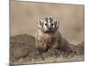 Badger (Taxidea Taxus), Custer State Park, South Dakota, United States of America, North America-James Hager-Mounted Photographic Print