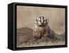 Badger (Taxidea Taxus), Custer State Park, South Dakota, United States of America, North America-James Hager-Framed Stretched Canvas