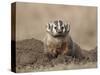 Badger (Taxidea Taxus), Custer State Park, South Dakota, United States of America, North America-James Hager-Stretched Canvas