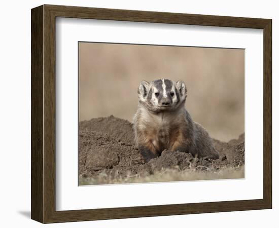 Badger (Taxidea Taxus), Custer State Park, South Dakota, United States of America, North America-James Hager-Framed Photographic Print