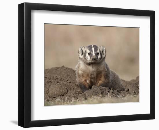 Badger (Taxidea Taxus), Custer State Park, South Dakota, United States of America, North America-James Hager-Framed Photographic Print