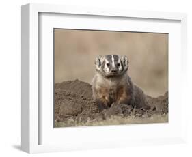 Badger (Taxidea Taxus), Custer State Park, South Dakota, United States of America, North America-James Hager-Framed Photographic Print