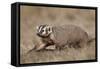 Badger (Taxidea Taxus) Digging-James Hager-Framed Stretched Canvas