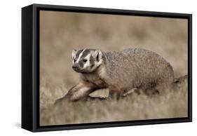 Badger (Taxidea Taxus) Digging-James Hager-Framed Stretched Canvas