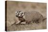 Badger (Taxidea Taxus) Digging-James Hager-Stretched Canvas