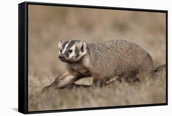 Badger (Taxidea Taxus) Digging-James Hager-Framed Stretched Canvas