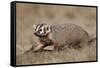Badger (Taxidea Taxus) Digging-James Hager-Framed Stretched Canvas