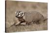 Badger (Taxidea Taxus) Digging-James Hager-Stretched Canvas