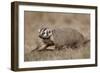 Badger (Taxidea Taxus) Digging-James Hager-Framed Photographic Print