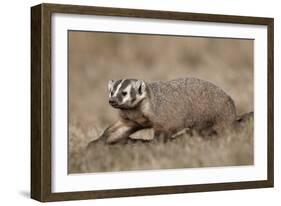 Badger (Taxidea Taxus) Digging-James Hager-Framed Photographic Print