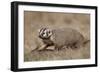 Badger (Taxidea Taxus) Digging-James Hager-Framed Photographic Print