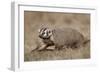 Badger (Taxidea Taxus) Digging-James Hager-Framed Photographic Print