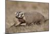 Badger (Taxidea Taxus) Digging-James Hager-Mounted Photographic Print