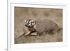 Badger (Taxidea Taxus) Digging-James Hager-Framed Photographic Print