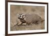 Badger (Taxidea Taxus) Digging-James Hager-Framed Photographic Print