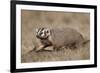 Badger (Taxidea Taxus) Digging-James Hager-Framed Photographic Print