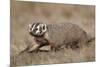 Badger (Taxidea Taxus) Digging-James Hager-Mounted Photographic Print
