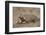 Badger (Taxidea Taxus) Digging-James Hager-Framed Photographic Print